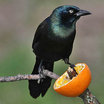 Common Grackle